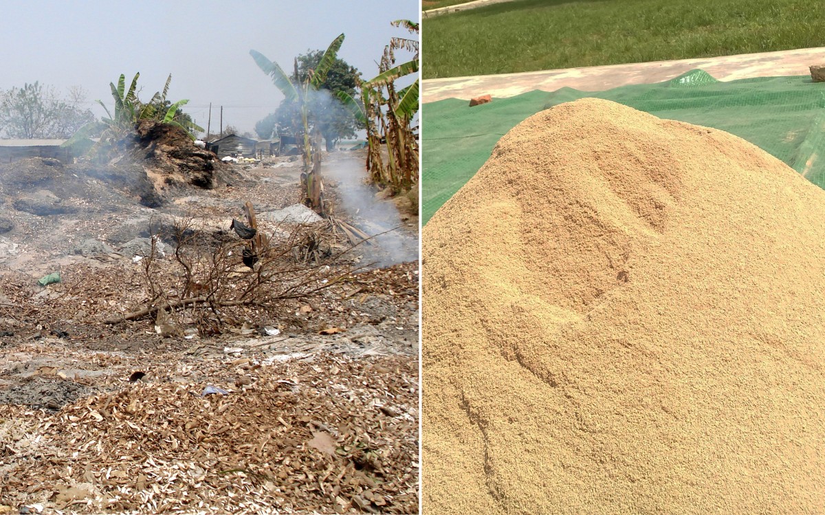 Innovation is turning cassava peels into livestock feed in Africa | The Pig  Site