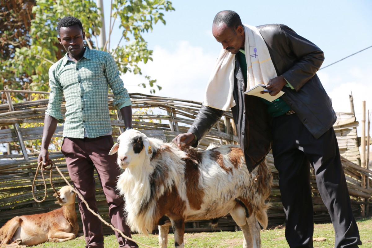 How a small Ethiopian town grew the country’s best sheep and an ...