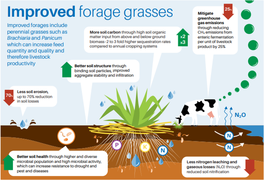 Improved tropical forages: A low-emissions livestock diet | Page 3 ...