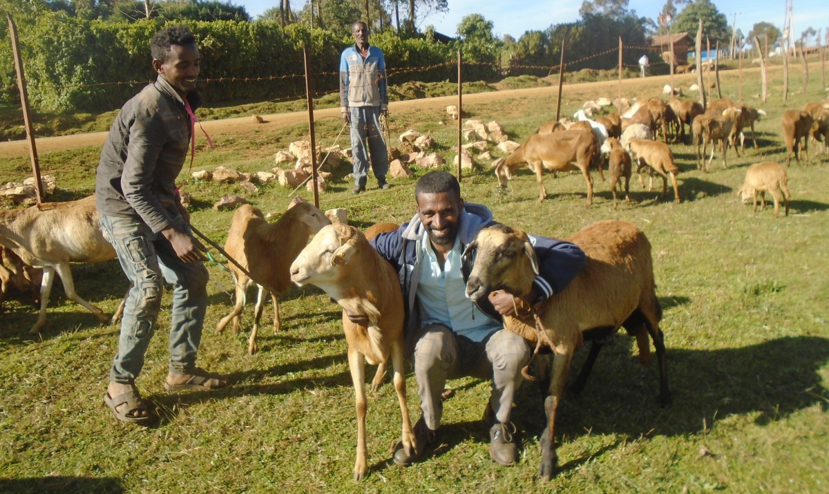 jobs as an animal breeder