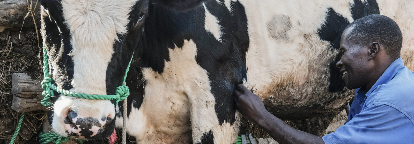 Upgrading Tanzania's dairy value chain to unlock its productivity potential  | CGIAR Research Program on Livestock